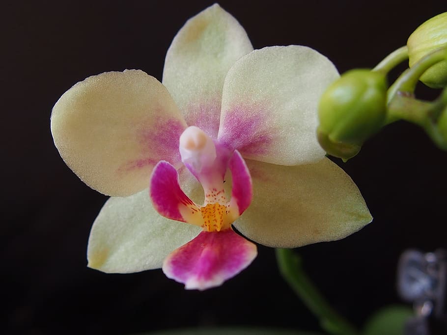 Orchid, Flower, Macro, Roštín, orchidea, plant, petal, freshness HD wallpaper