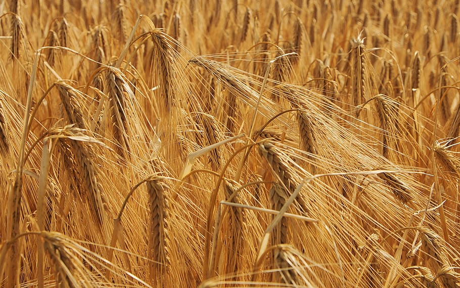 wheat, cornfield, agriculture, cereals, epi, cereal plant, crop HD wallpaper