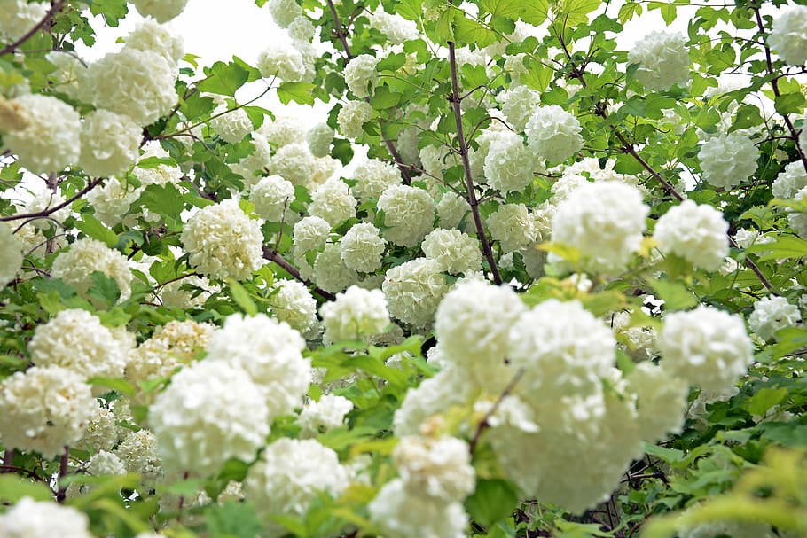 Flower, White, Peace, white color, green color, no people, nature HD wallpaper