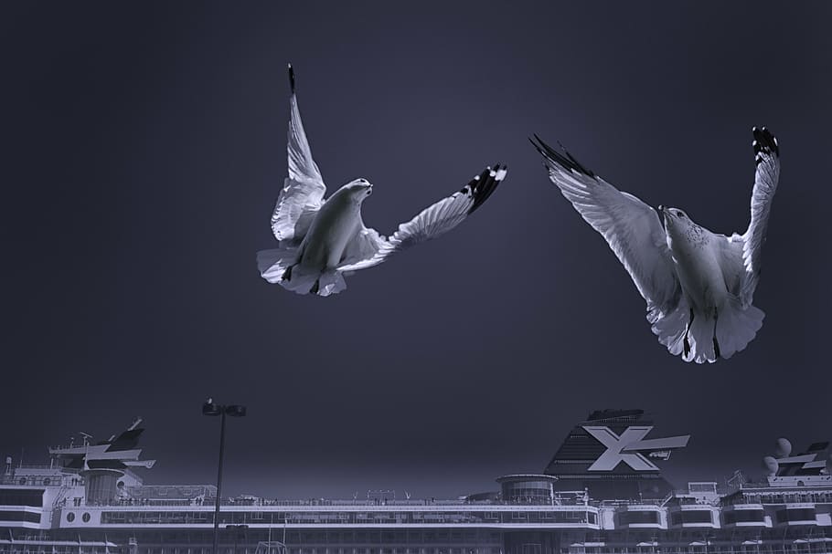seagulls, birds, animals, flight, wings, ocean, ship, coast HD wallpaper