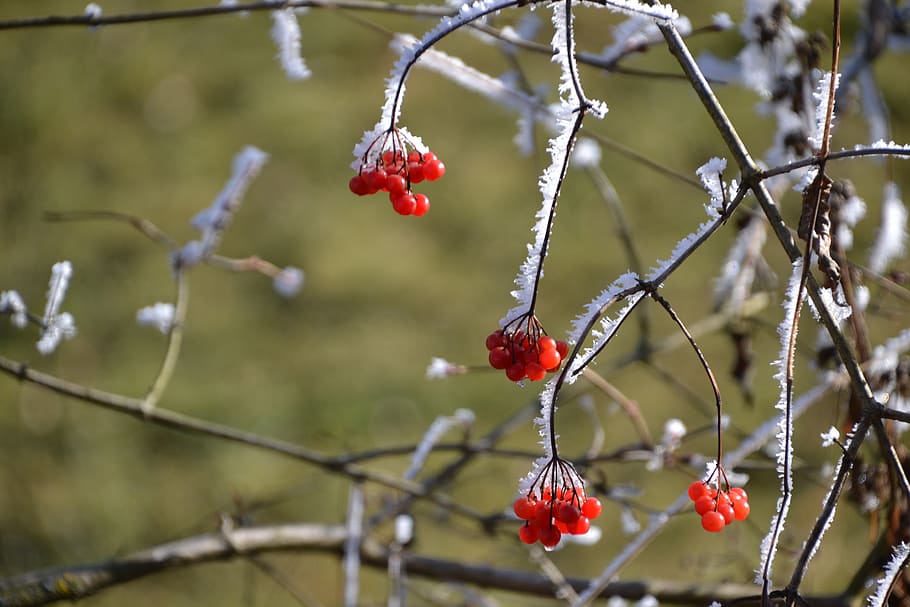 berries, ripe, winter, fruit, food, healthy eating, food and drink HD wallpaper