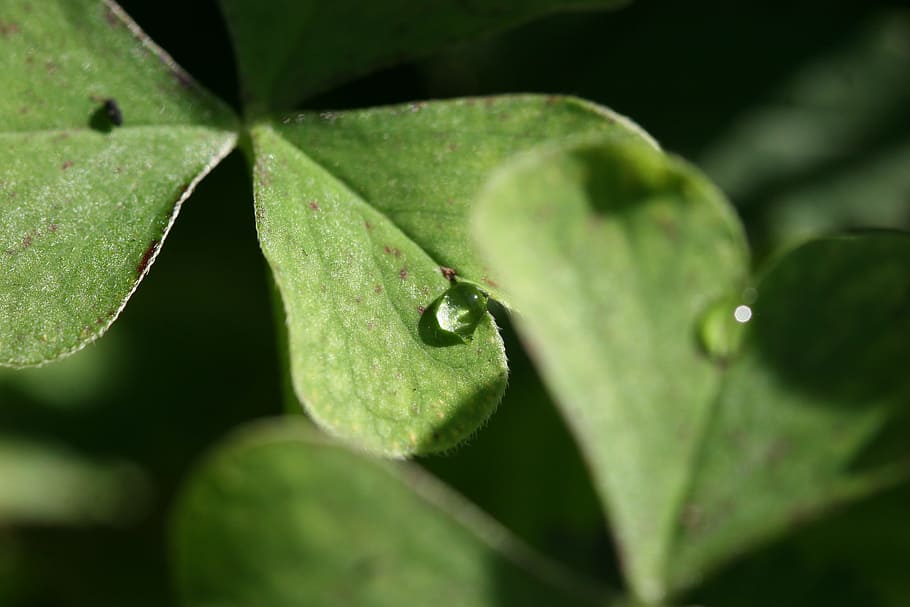 Four Leaf Clover, Clover, Leaf, green, saint patrick's day HD wallpaper