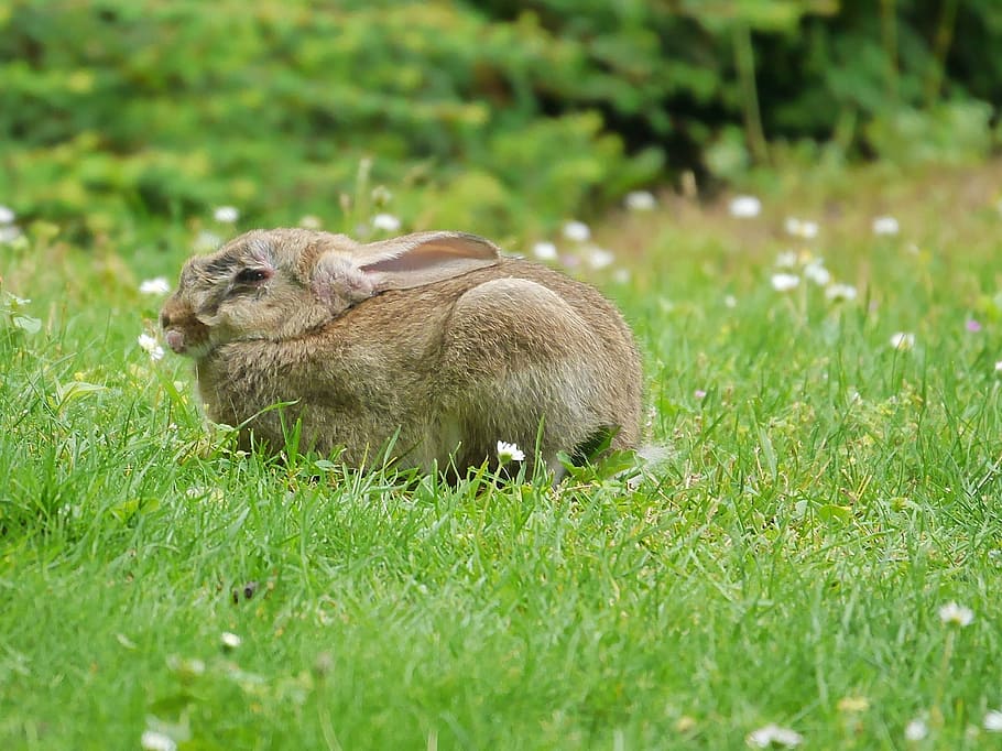 rabbit, animals, nature, grass, eat, nager, ears, one animal HD wallpaper