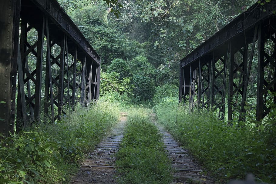 Bridge, Forest, Nature, Landscape, Park, tree, plant, no people HD wallpaper
