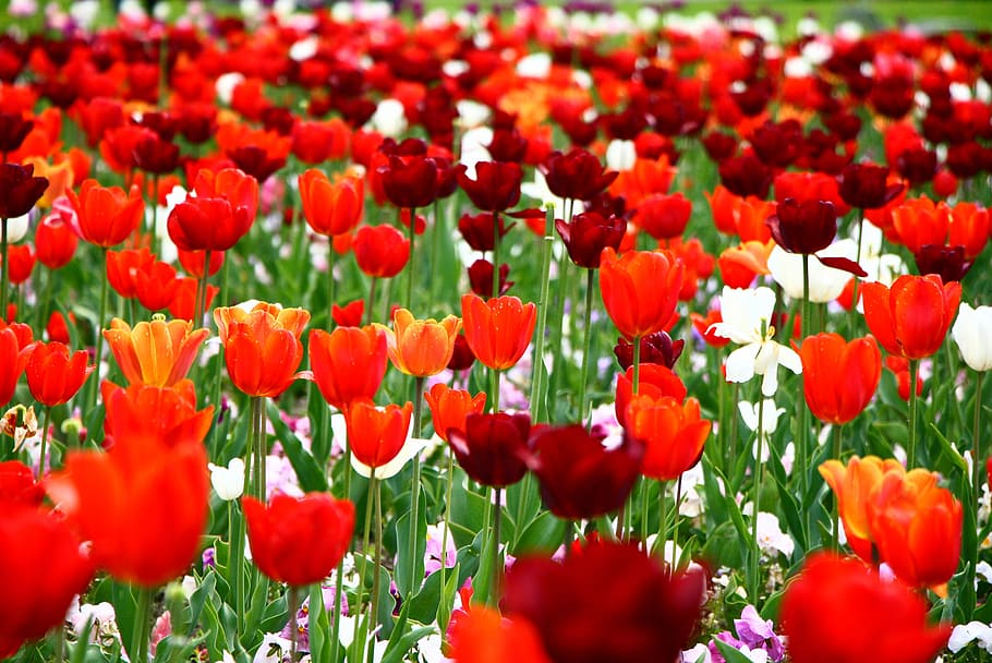 tulips, flowers, bloom, red, flowering plant, freshness, beauty in nature HD wallpaper