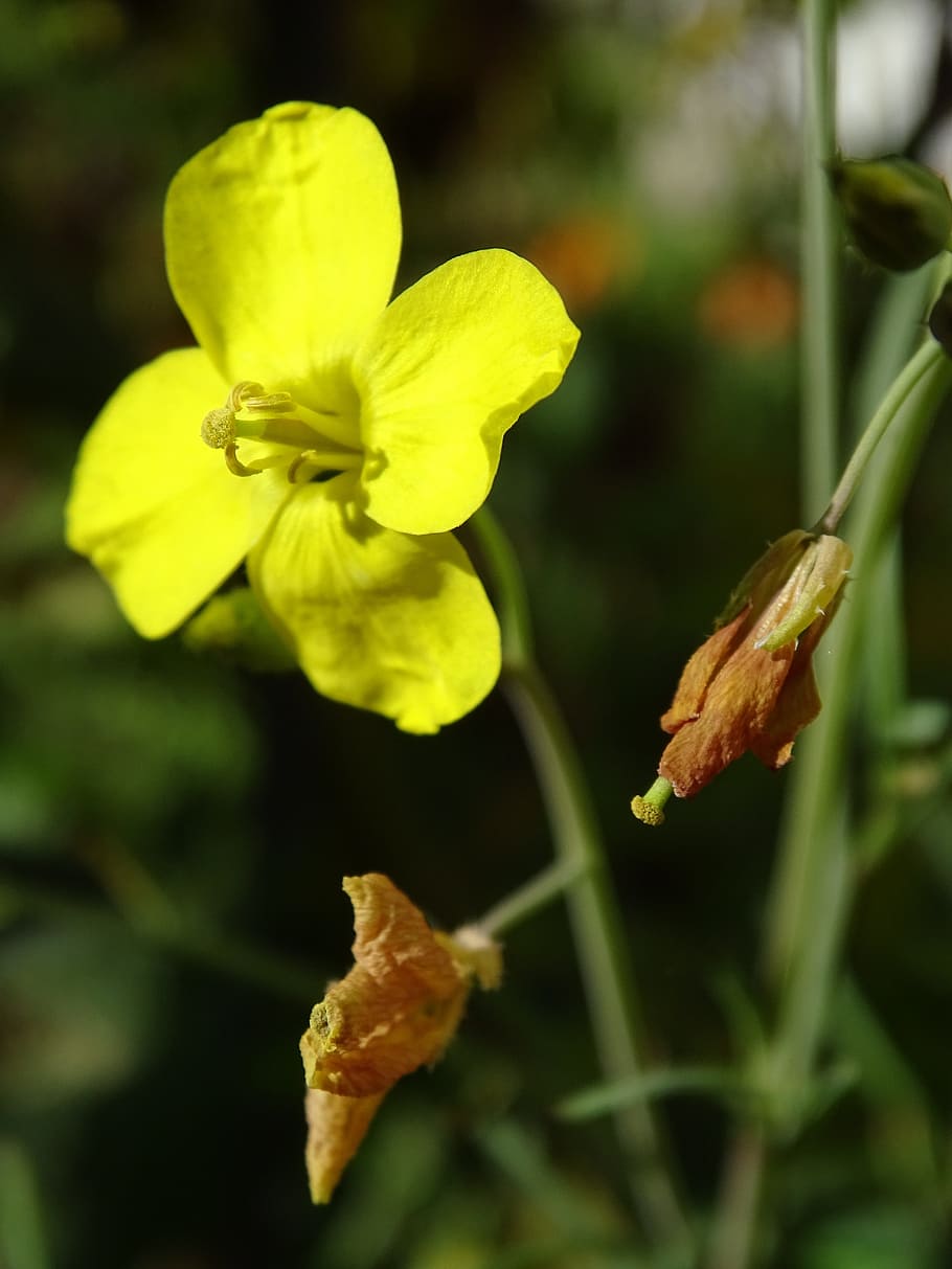 rocket, arugula, salad, rocket flower, rukolablüte, garden HD wallpaper