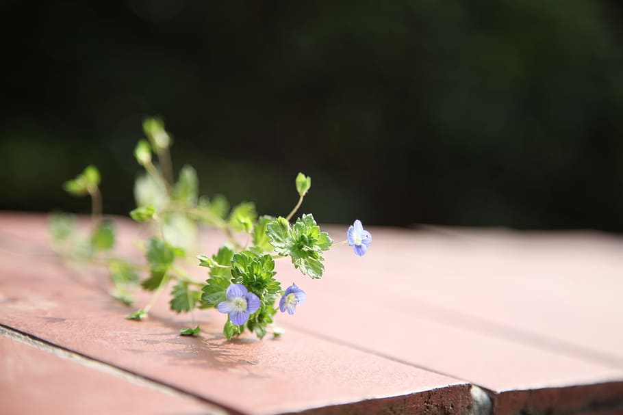 the scenery, flowers, spring, beautiful, green, plant, fresh HD wallpaper