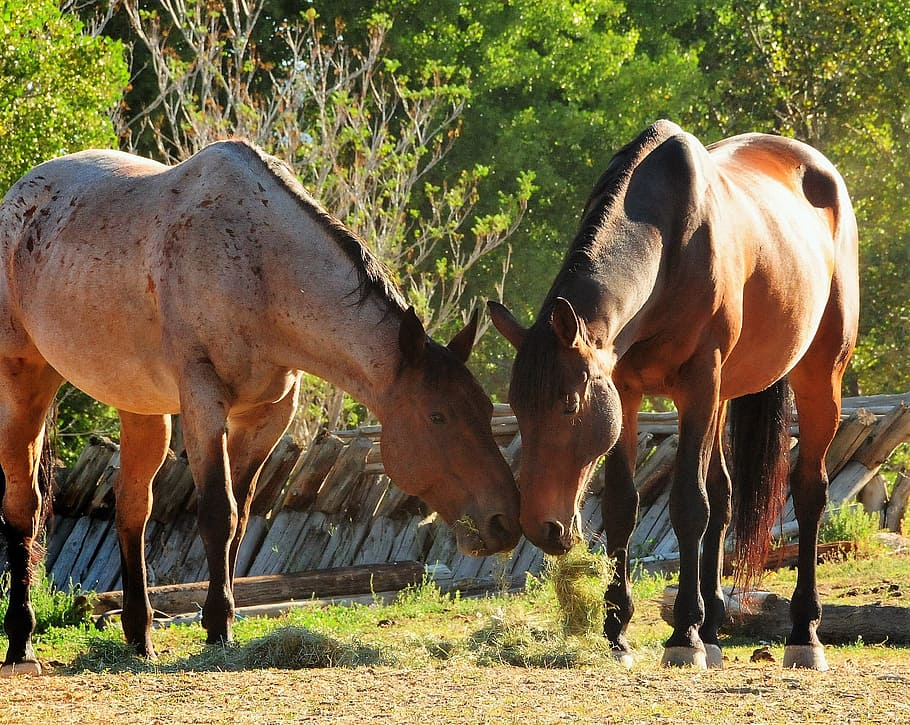 Horses, Ranch, Equine, Stable, equestrian, day, no people, animal themes HD wallpaper