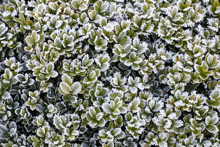 green plants at daytime, green succulent plants outdoors, leaf HD wallpaper