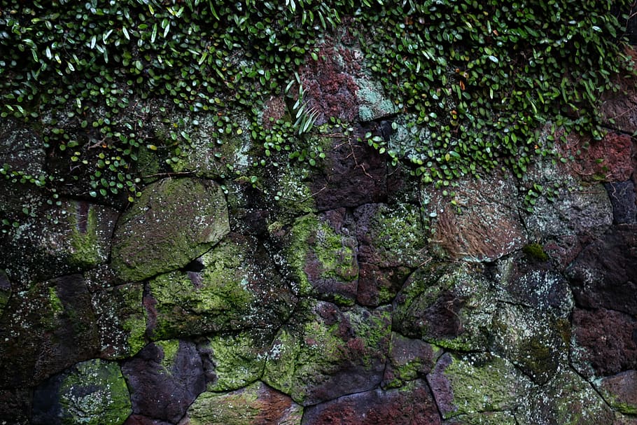 untitled, rock, pattern, texture, stone, abstract, nature, plant HD wallpaper