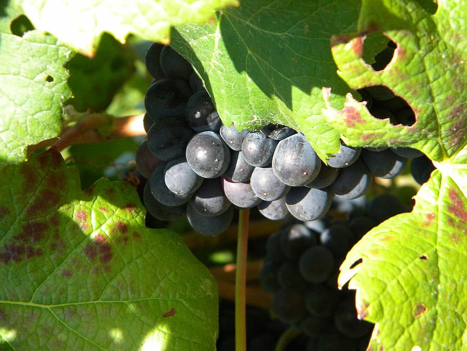 Wine, Vineyard, Vitis Vinifera, leaf, green color, reflection HD wallpaper