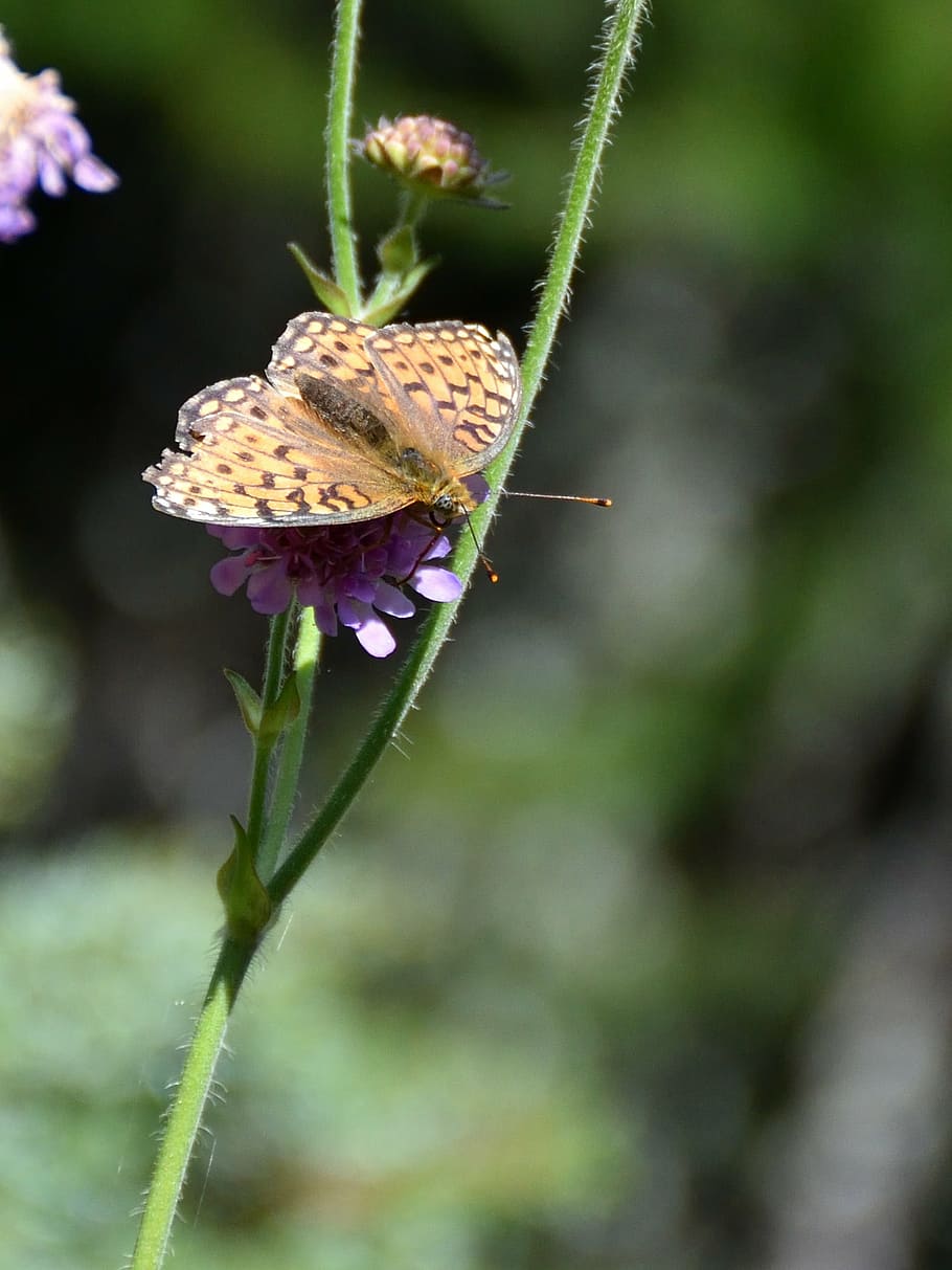 butterfly, close, blossom, bloom, nature, flower, flowering plant HD wallpaper