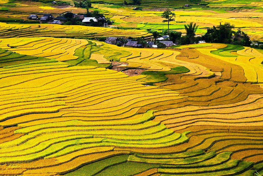 brown and green crop field, terraced, fields, cang, chai, district, HD wallpaper