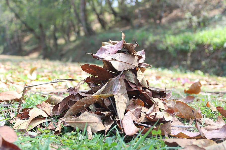 leaves, dry, dried, litter, gathered, heap, fall, brown, foliage HD wallpaper