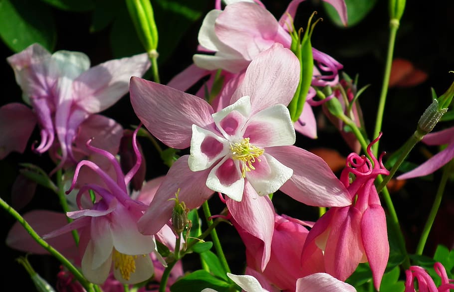 flower, pink, nature, spring, garden, flowering plant, beauty in nature HD wallpaper
