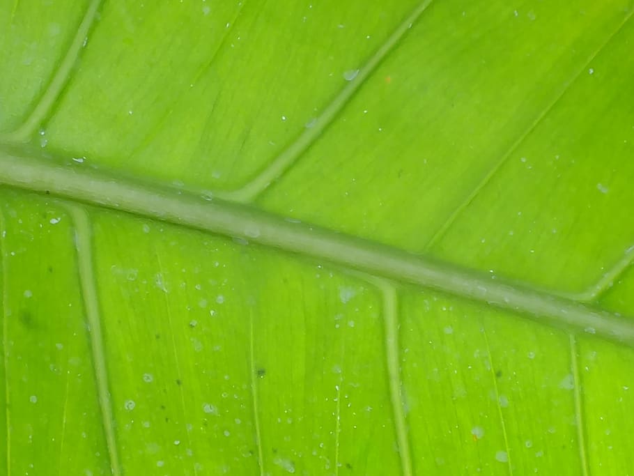 leaf, macro, green, tree, plant, leaves, wasp, nature, green color HD wallpaper