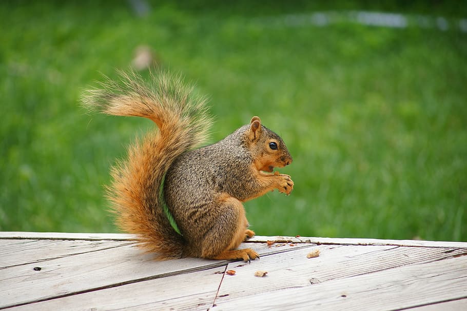brown squirrel holding nut at daytime, animal, forest, eating HD wallpaper