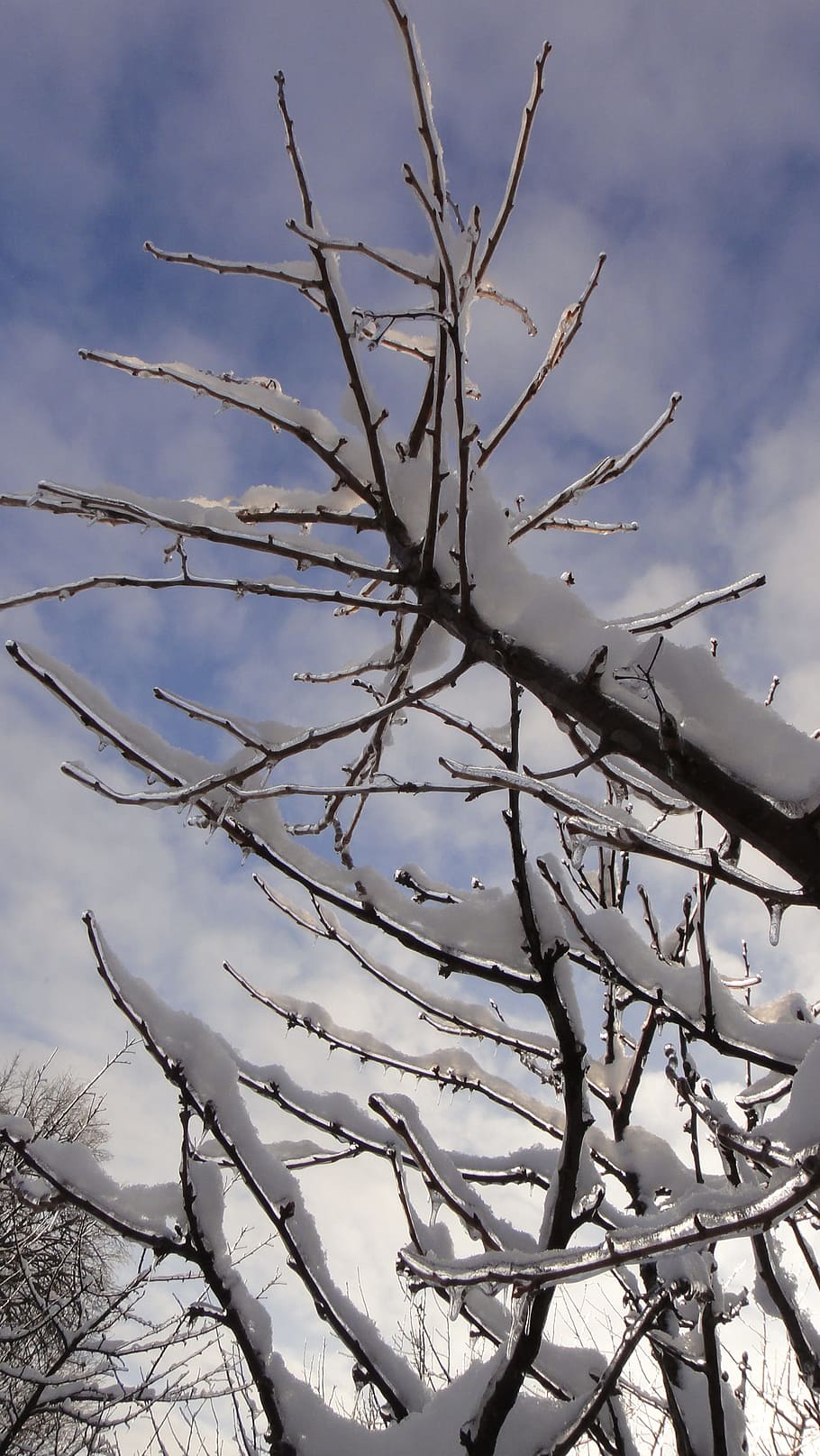 Tree, Winter, Snow, Nature, Landscape, rime, frost, cold, trees HD wallpaper
