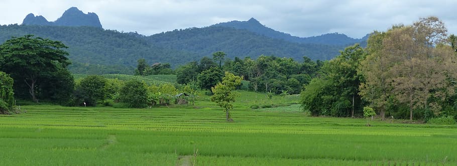 landscape, rice, thailand, plant, tree, scenics - nature, environment HD wallpaper