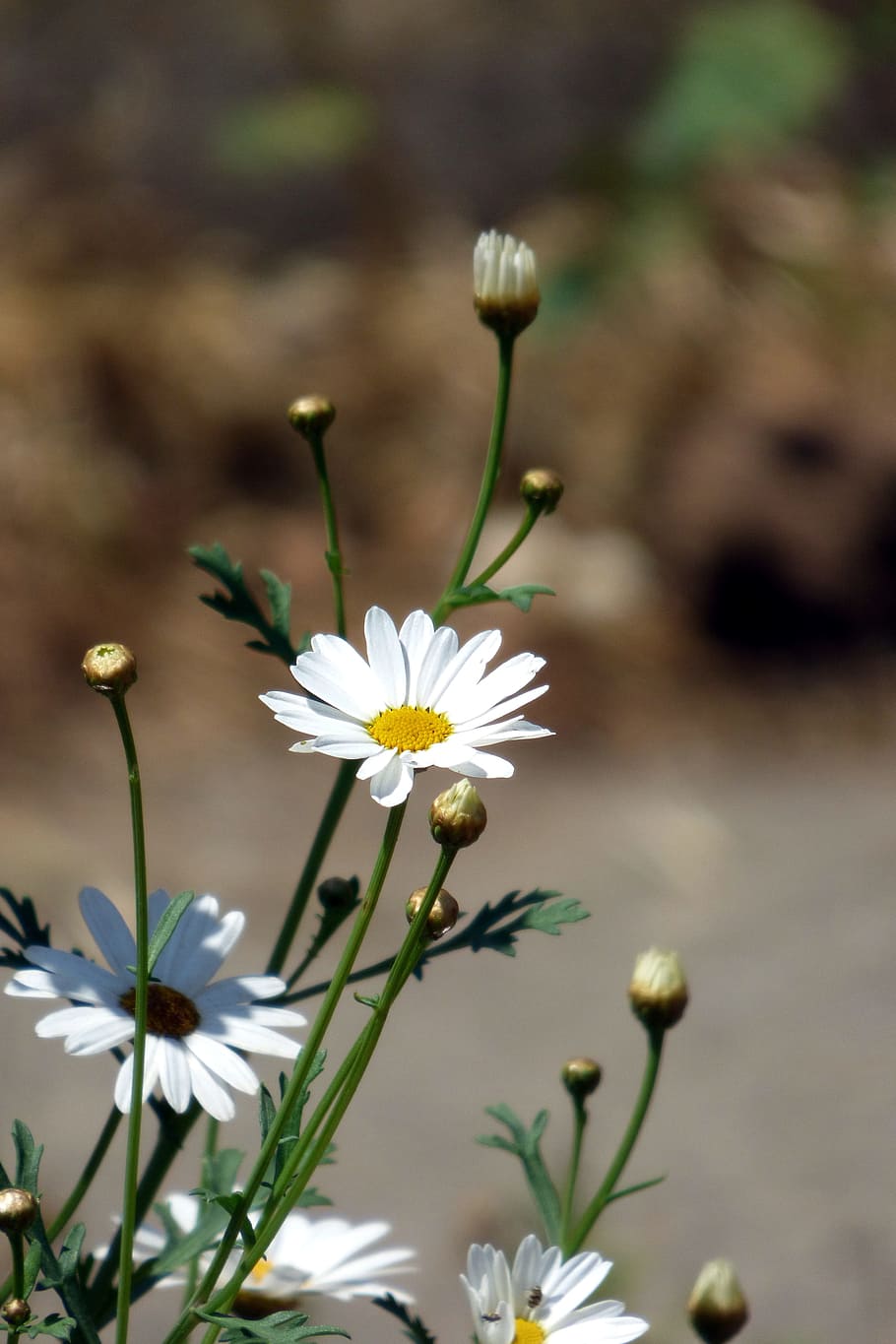 flower, white flower, daisy, spring, nature, bouquet of flowers HD wallpaper