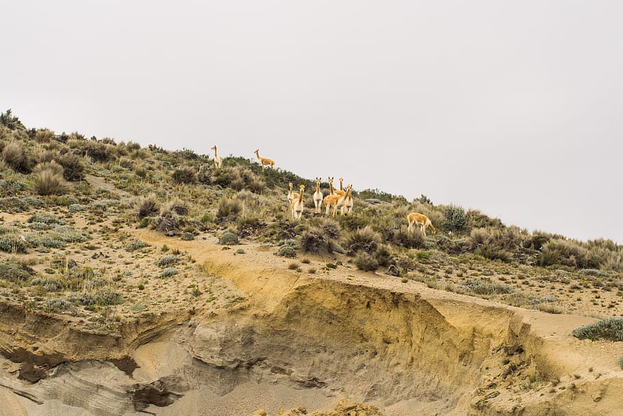 Llama Sand, animals, nature, landscape, hill, outdoors, scenics HD wallpaper