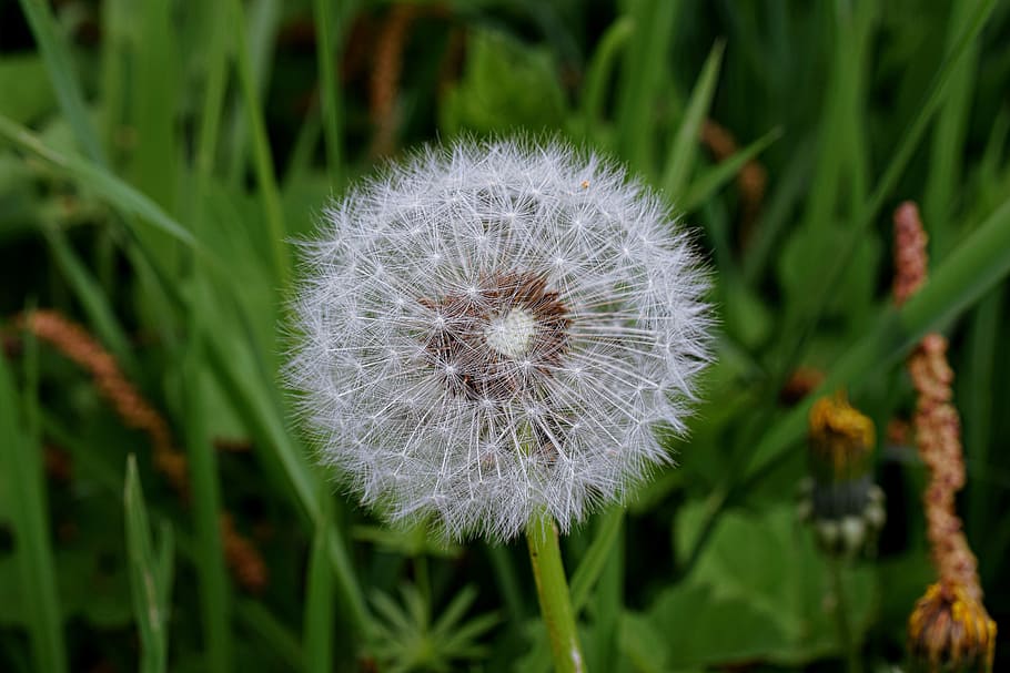 dandelion, macro, common dandelion, flower head, close, dandelion seeds HD wallpaper