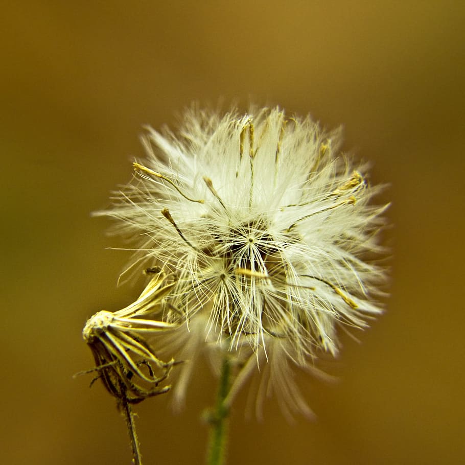 Macro, Detail, Close, flower, flower head, close-up, fragility HD wallpaper