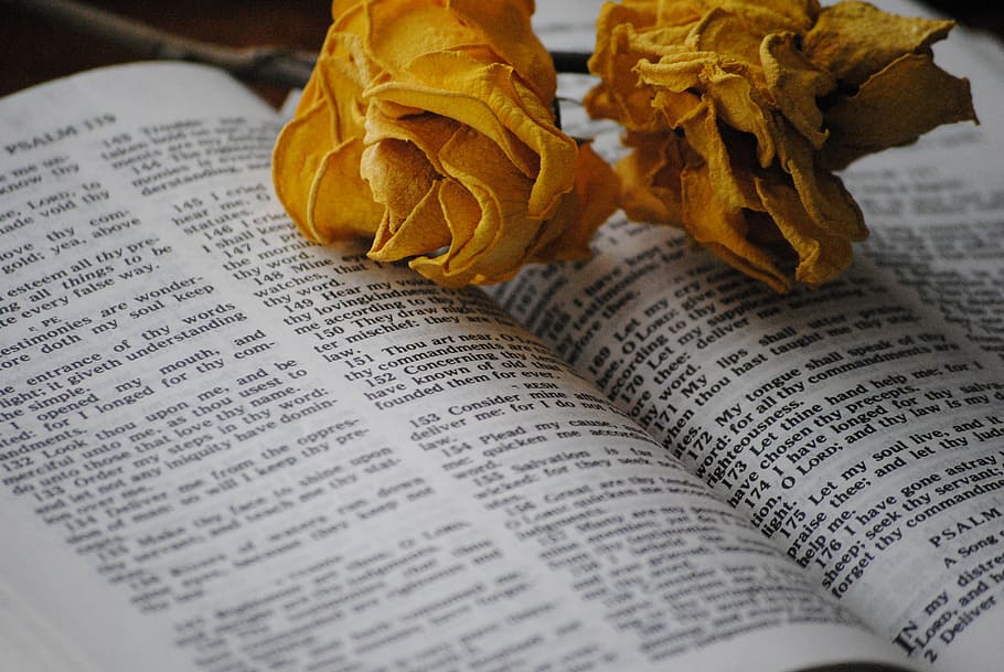 two flowers on book page, rose, bible, religious, religion, church, HD wallpaper