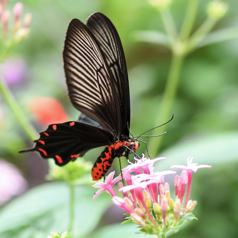 close up photo of great mormon butterfly on pink flower, Exotic
