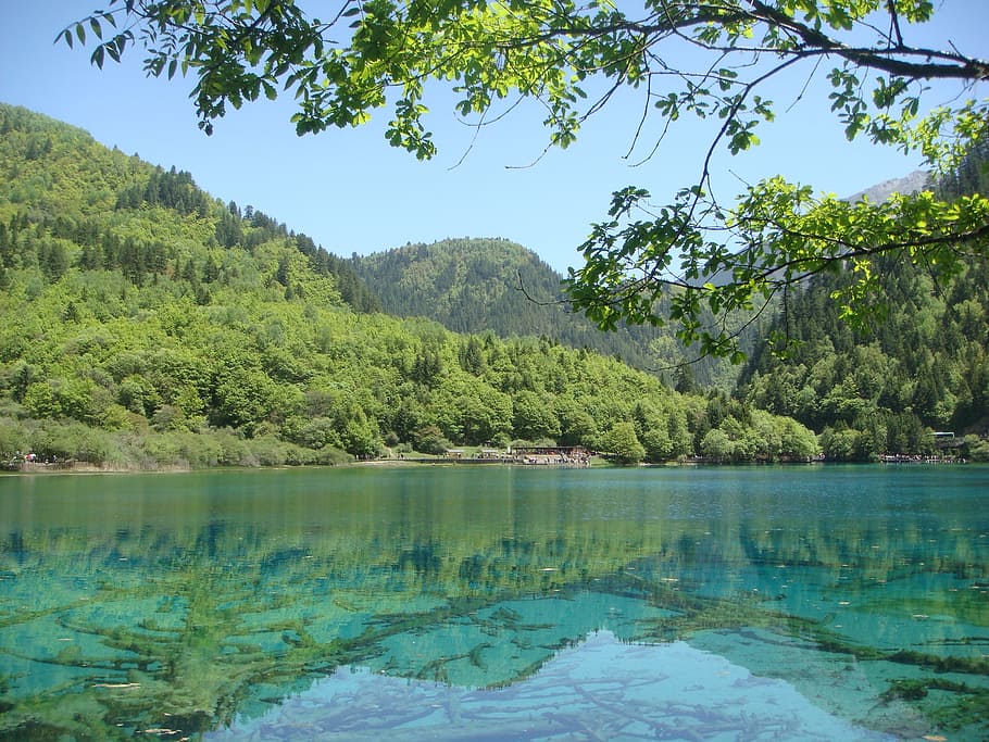 landscape, views, images, tree, water, beauty in nature, plant HD wallpaper