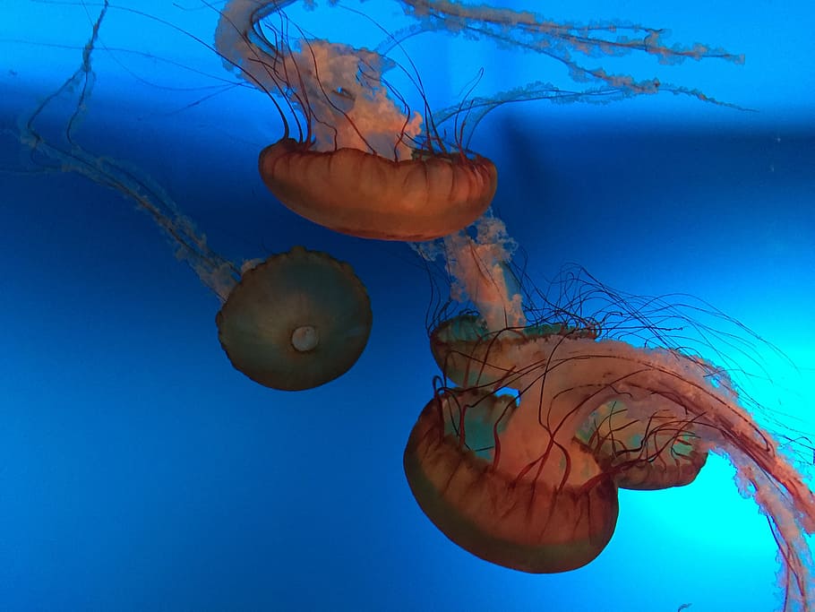jellyfish, aquarium, rest, underwater, sea, animals in the wild HD wallpaper