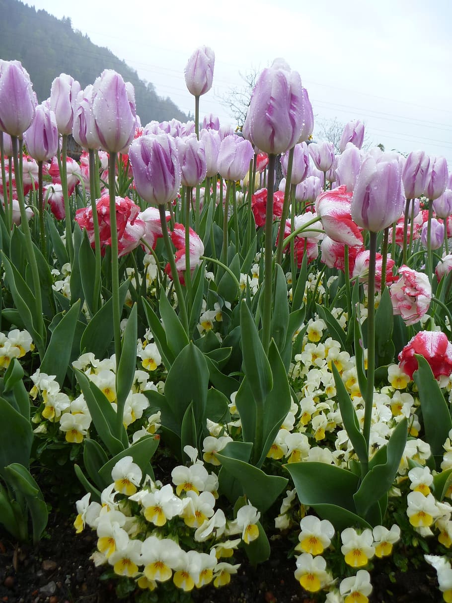 Tulip, Flower, Spring, Violet, White, garden, switzerland, luzern, HD wallpaper
