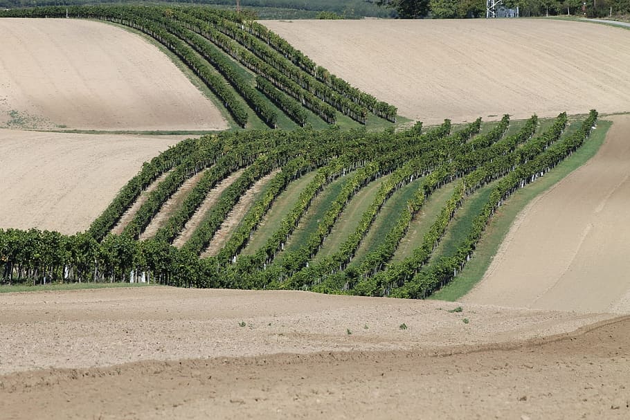vineyards, landscape, grapevine, angern, march, mannersdorf HD wallpaper