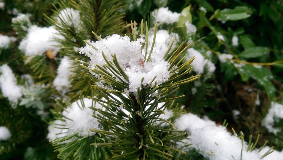 christmas tree, snow, winter, fir Tree, branch, nature, season HD wallpaper