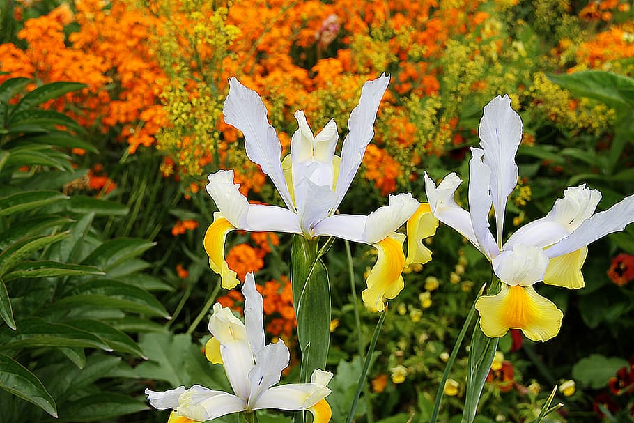 flowers, nature, landscape, flowering plant, beauty in nature HD wallpaper