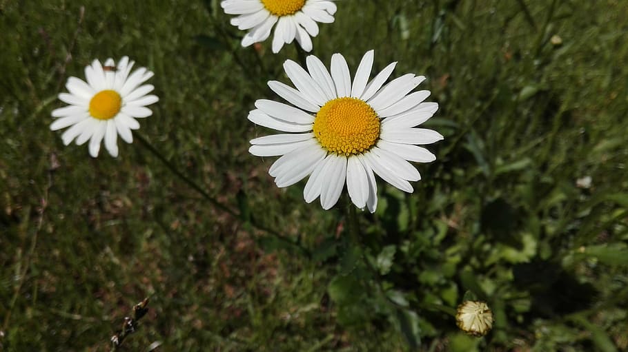 daisies, flower, daisy, spring, flowers, flowering plant, freshness HD wallpaper
