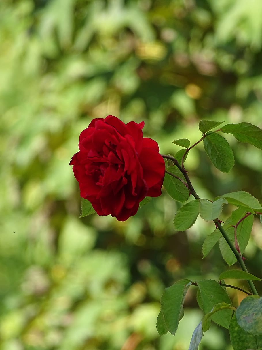 flower, rose, nature, beauty in nature, flowering plant, rose - flower HD wallpaper