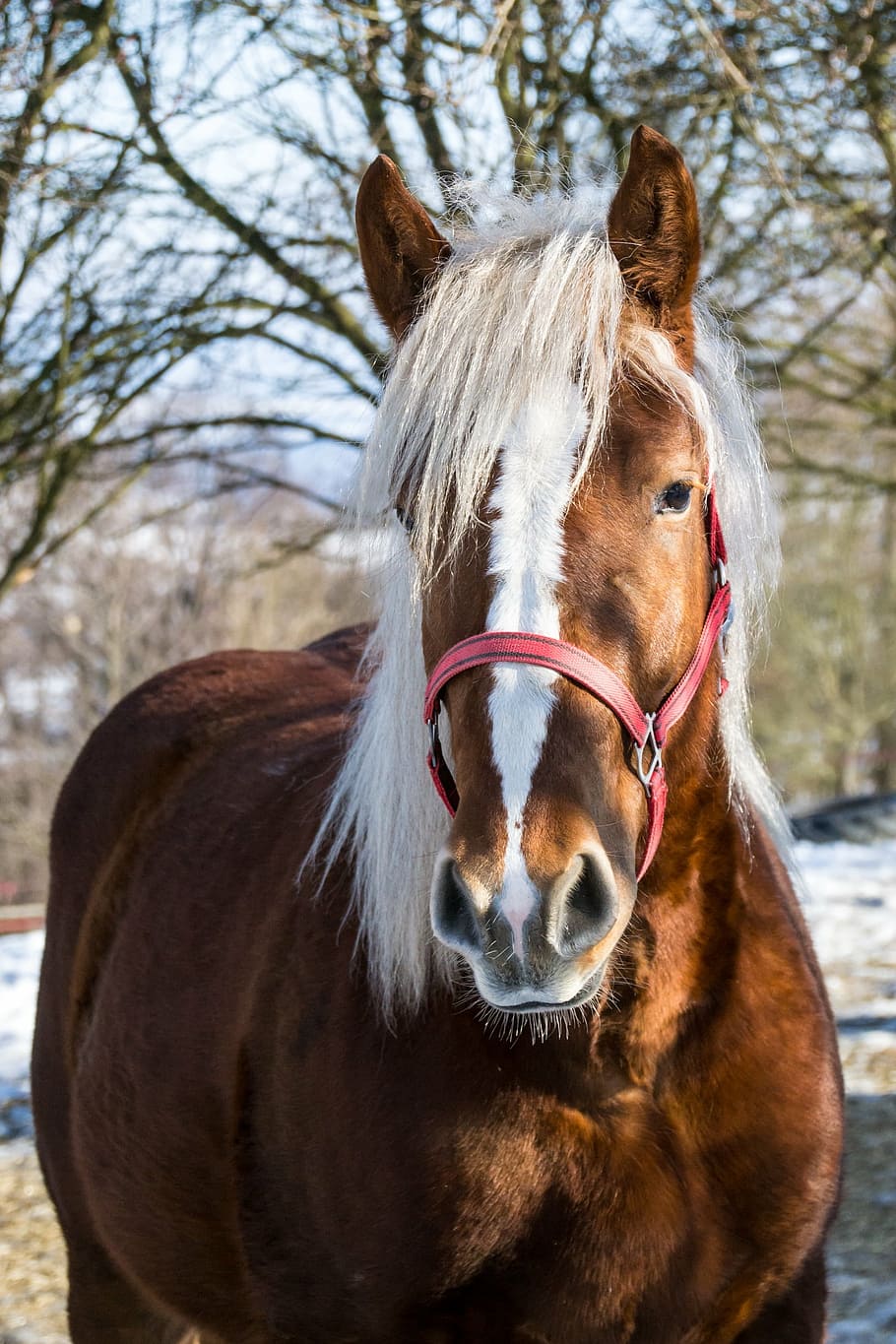 brown horse near trees, mane, grasshopper, head, animal, animals HD wallpaper