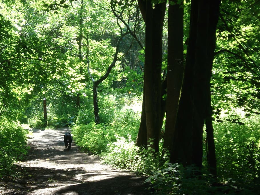 forest, roads, woods, trees, plants, greenery, greens, natural HD wallpaper