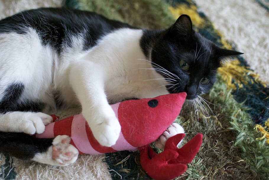 Cat, Play, Plush, Kick, Animal, one animal, black and white HD wallpaper