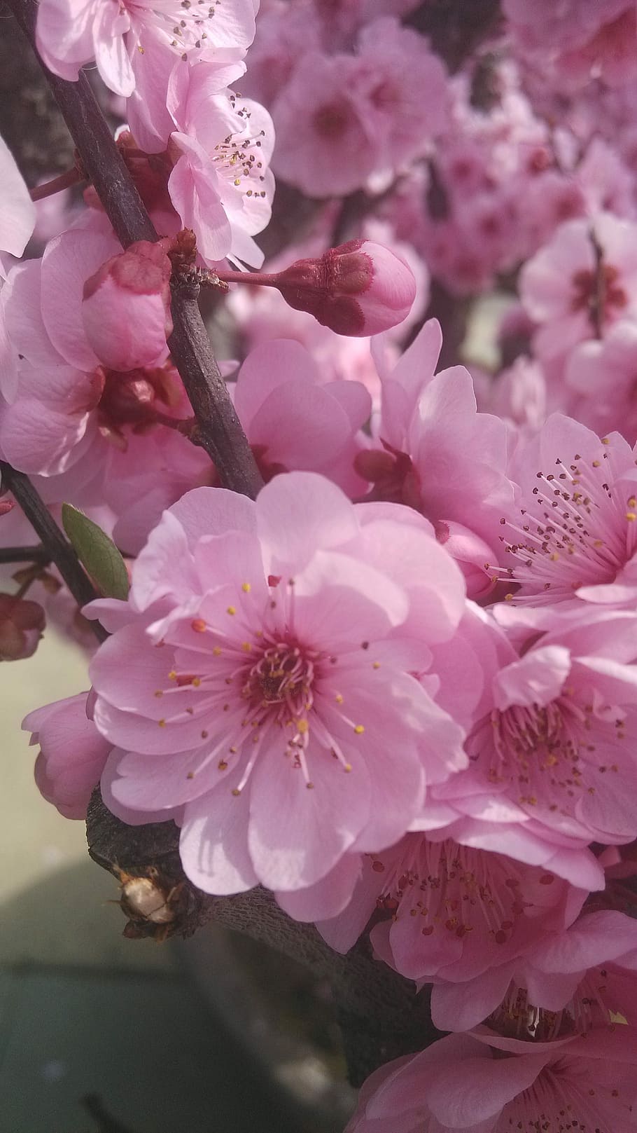 Flower, Spring, Pink, blossom, pink color, fragility, growth HD wallpaper