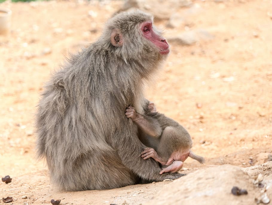 Monkey, Hugging, Animal, mother, baby, wildlife, mammal, young HD wallpaper