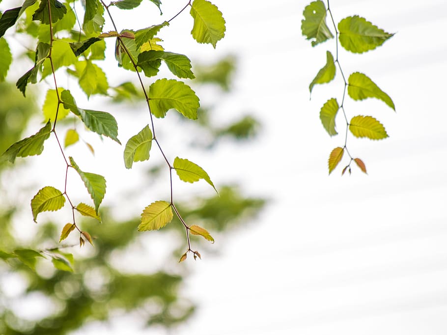 landscape trees, leaf, summer, branch, section, plant part HD wallpaper