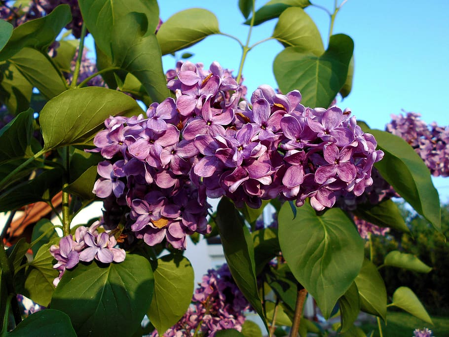 without, bush, spring, nature, green, foliage, garden, blooming HD wallpaper