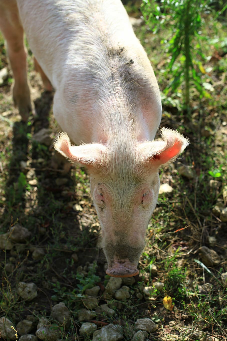 Pig, Pink, Farm, livestock, one animal, animal themes, piglet HD wallpaper