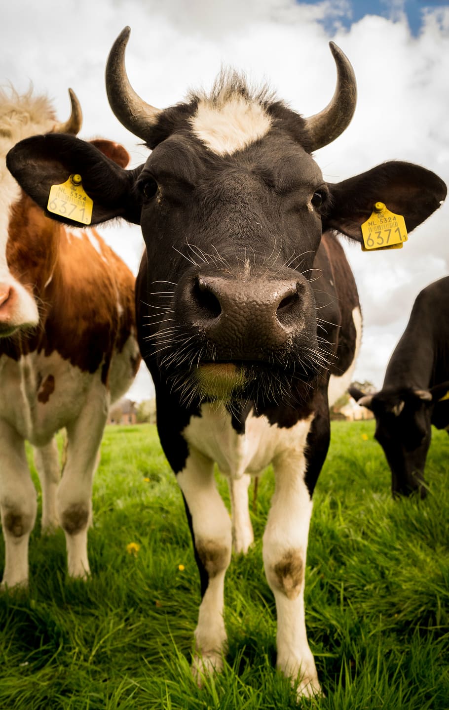 close-up photo of black cow, white, cattle, cows, animals, farm HD wallpaper