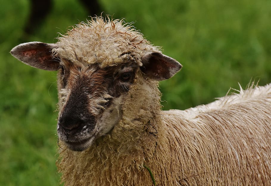 sheep, animal, meadow, wool, graze, nature, animal themes, mammal HD wallpaper