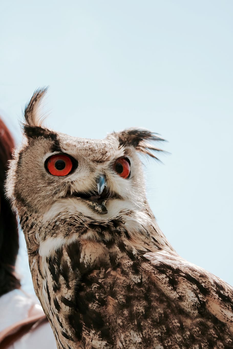 close up photo of a brown, black and beige Great-Horned Owl, gray and brown owl in close-up photography HD wallpaper