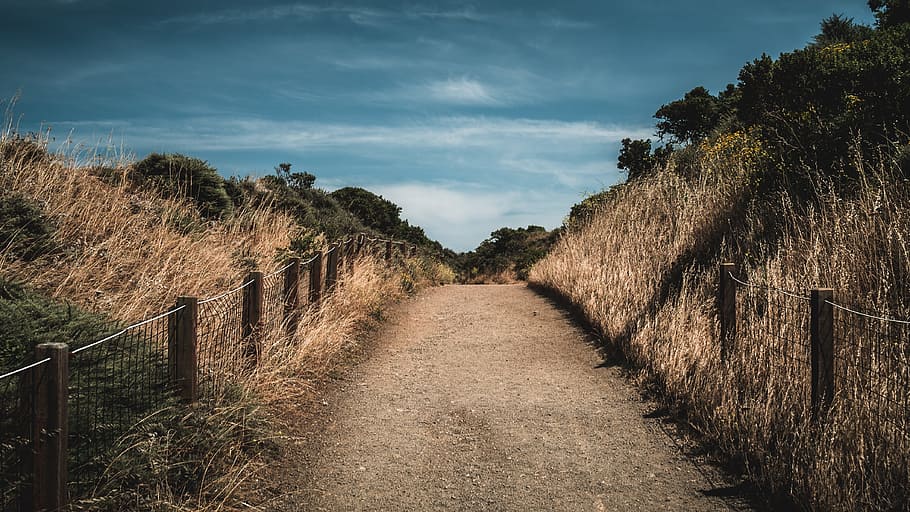 brown road between hay at daytime, fence, grass, nature, path HD wallpaper