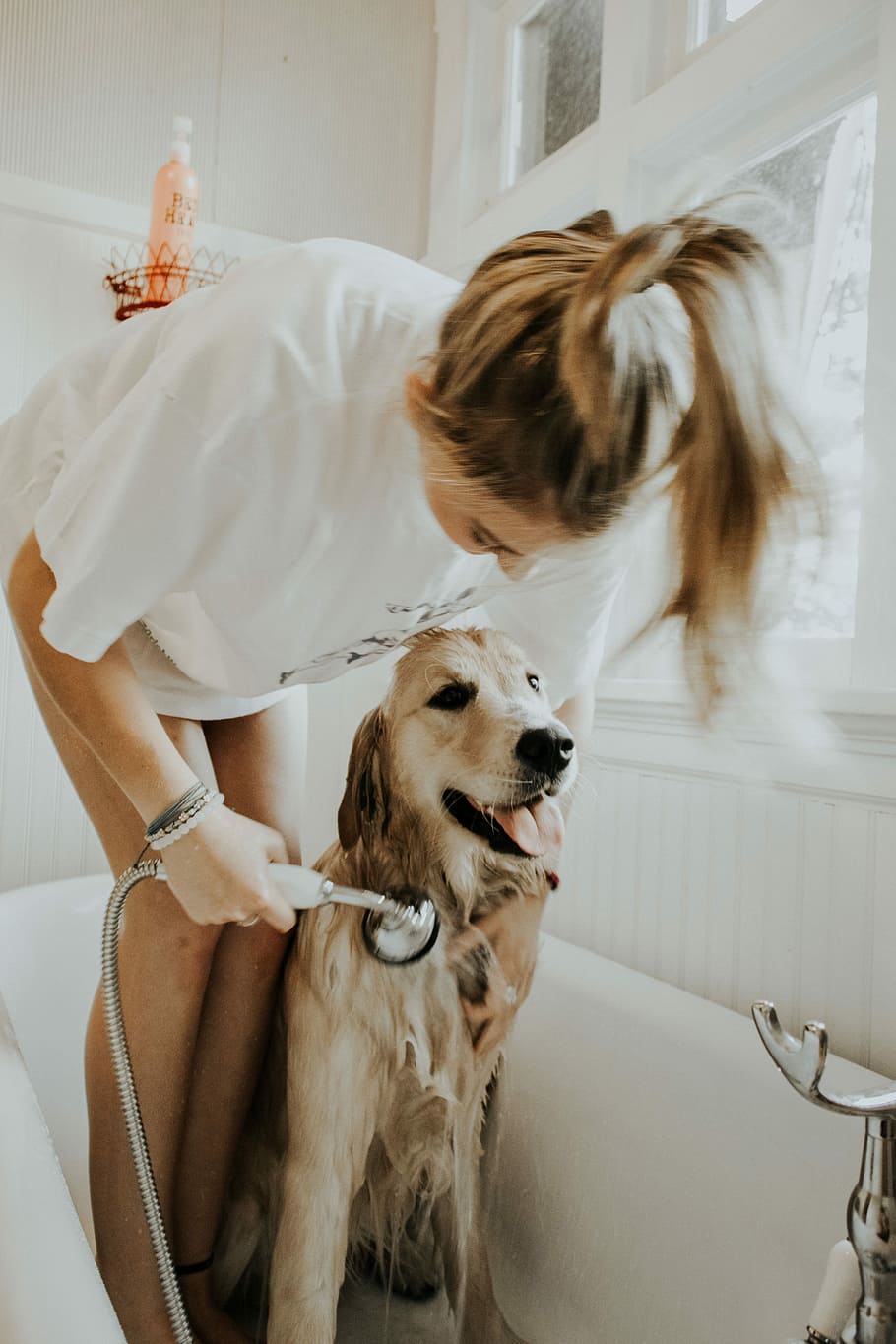 woman bathing dog in bathtub, woman bathing golden retriever in bathtub